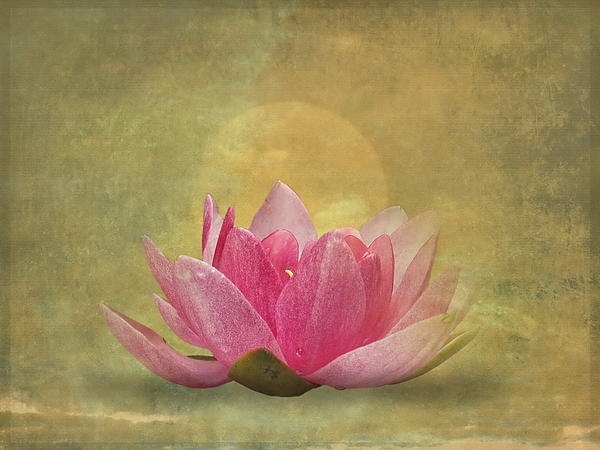 Tantra lotus